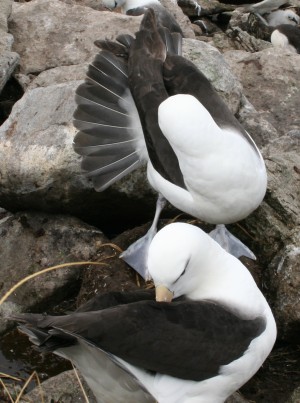 schijnslapen met uitgespreide staart